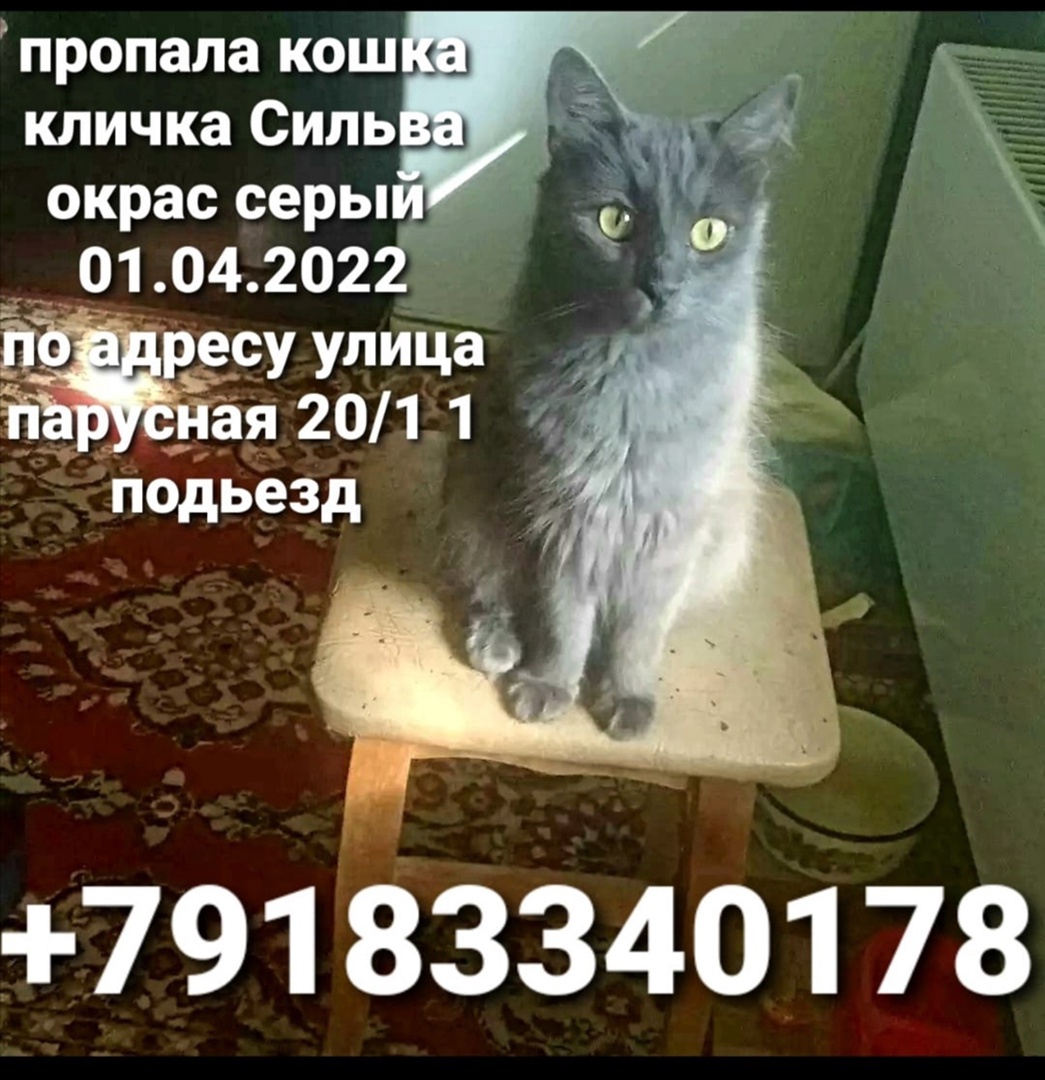 Кошка сильва